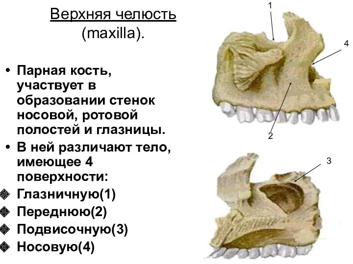 Верхняя челюсть (maxilla). Парная кость, участвует в образовании стенок носовой, ротовой полостей и