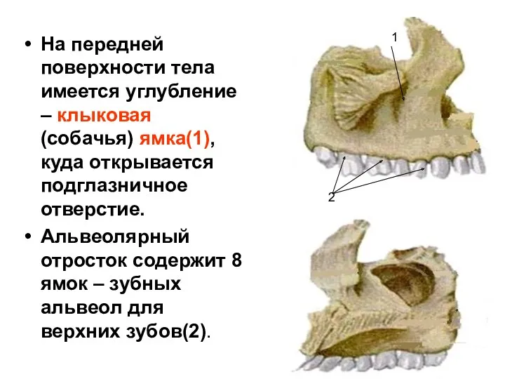 На передней поверхности тела имеется углубление – клыковая (собачья) ямка(1), куда открывается подглазничное