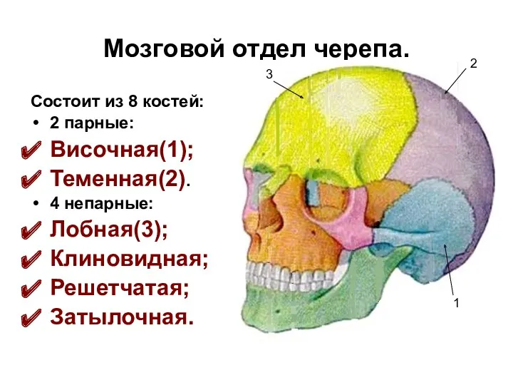 Мозговой отдел черепа. Состоит из 8 костей: 2 парные: Височная(1); Теменная(2). 4 непарные: