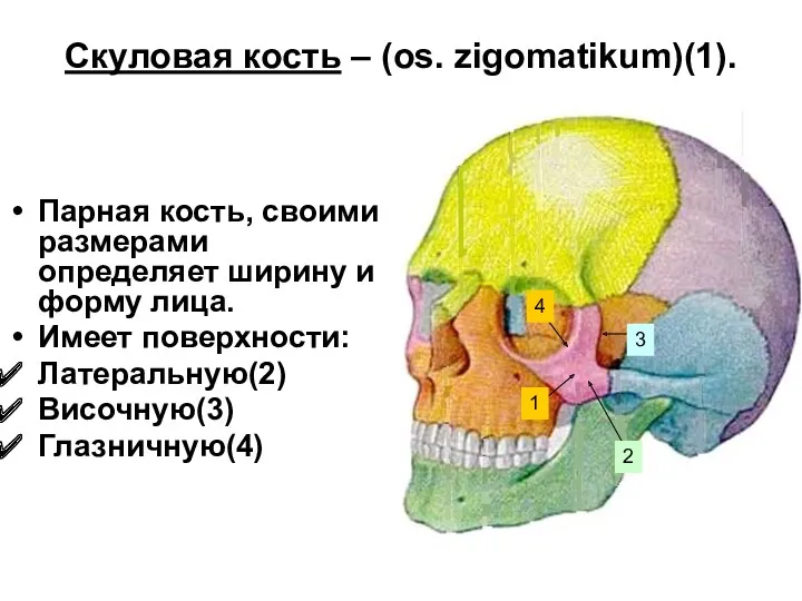 Скуловая кость – (os. zigomatikum)(1). Парная кость, своими размерами определяет ширину и форму