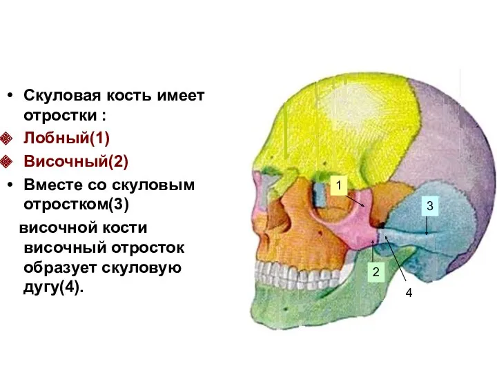 Скуловая кость имеет отростки : Лобный(1) Височный(2) Вместе со скуловым отростком(3) височной кости