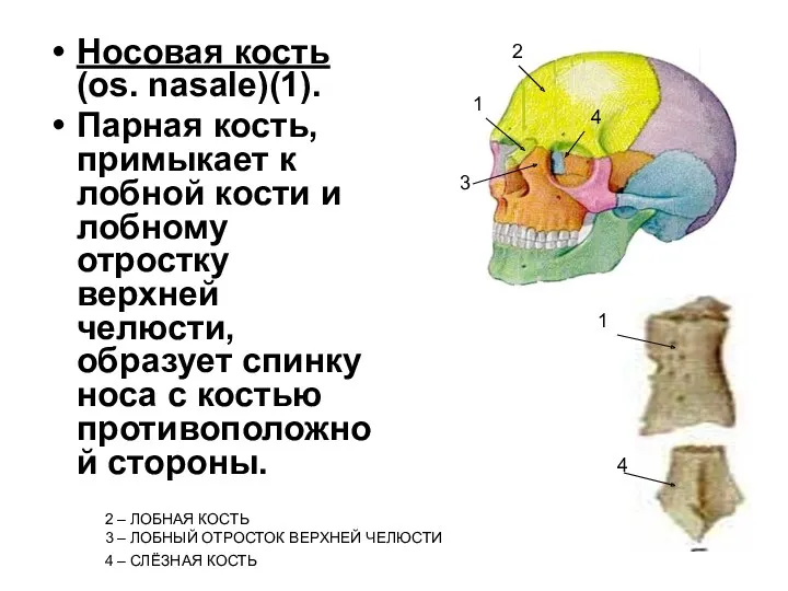 Носовая кость (os. nasale)(1). Парная кость, примыкает к лобной кости и лобному отростку
