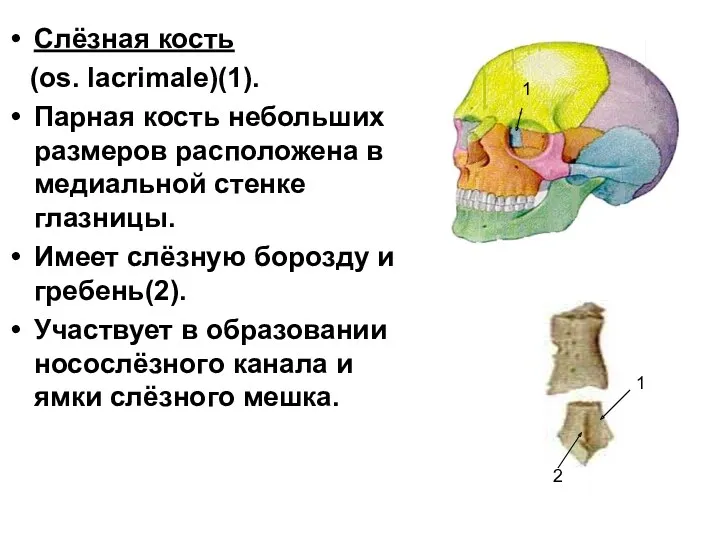 Слёзная кость (os. lacrimale)(1). Парная кость небольших размеров расположена в медиальной стенке глазницы.