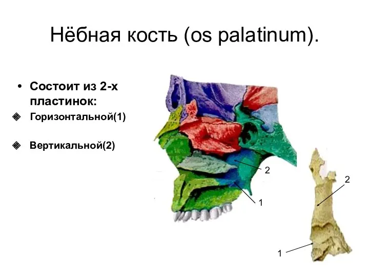Нёбная кость (os palatinum). Состоит из 2-х пластинок: Горизонтальной(1) Вертикальной(2) 1 2 1 2