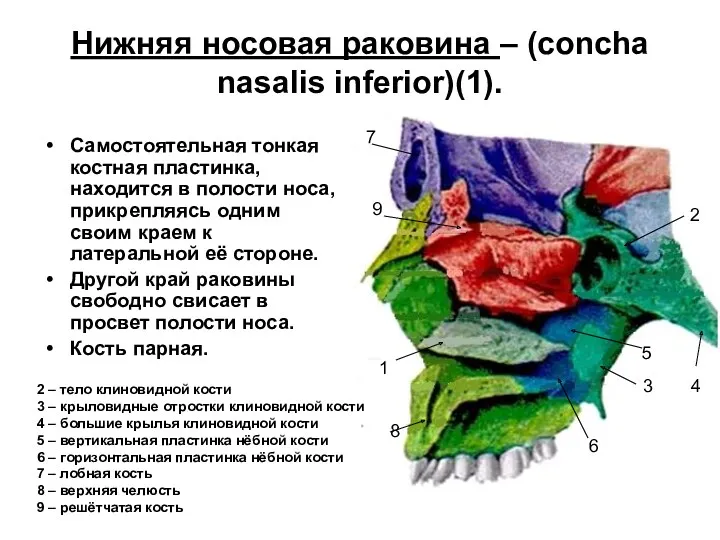 Нижняя носовая раковина – (concha nasalis inferior)(1). Самостоятельная тонкая костная пластинка, находится в
