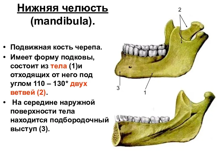 Нижняя челюсть (mandibula). Подвижная кость черепа. Имеет форму подковы, состоит из тела (1)и