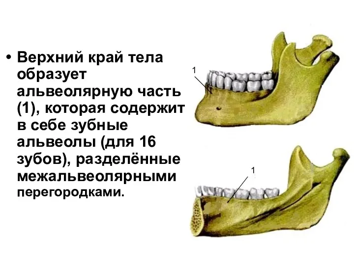 Верхний край тела образует альвеолярную часть(1), которая содержит в себе зубные альвеолы (для