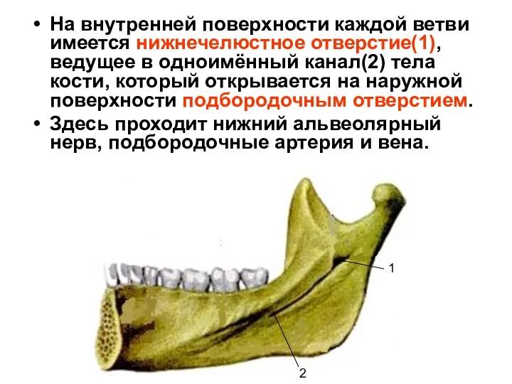 На внутренней поверхности каждой ветви имеется нижнечелюстное отверстие(1), ведущее в одноимённый канал(2) тела