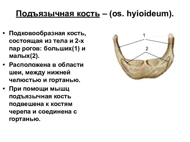 Подъязычная кость – (os. hyioideum). Подковообразная кость, состоящая из тела и 2-х пар