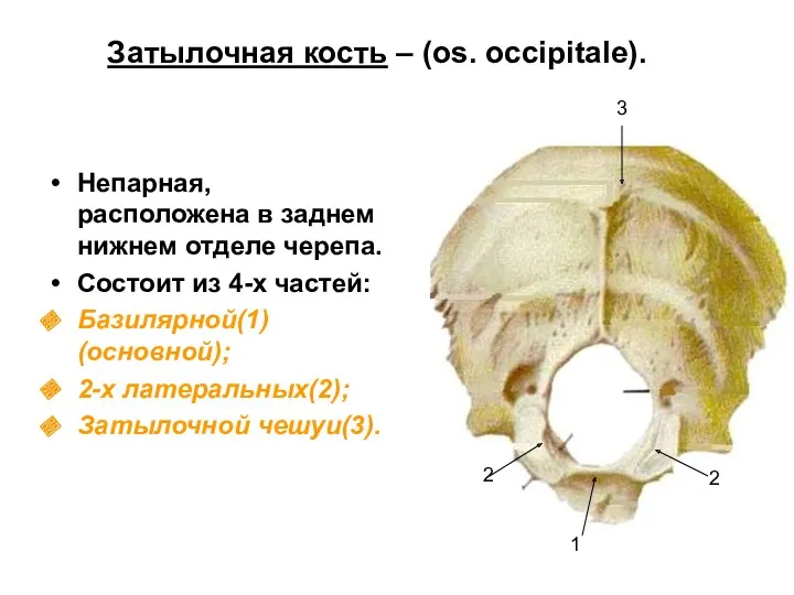 Затылочная кость – (os. occipitale). Непарная, расположена в заднем нижнем отделе черепа. Состоит