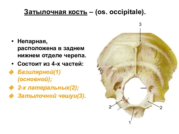 Затылочная кость – (os. occipitale). Непарная, расположена в заднем нижнем