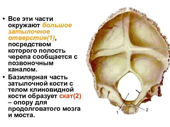 Все эти части окружают большое затылочное отверстие(1), посредством которого полость черепа сообщается с