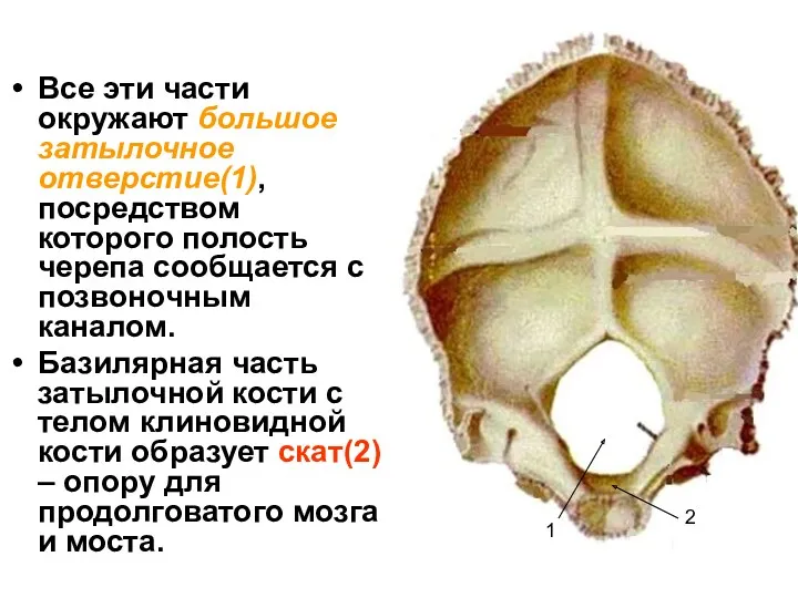 Все эти части окружают большое затылочное отверстие(1), посредством которого полость