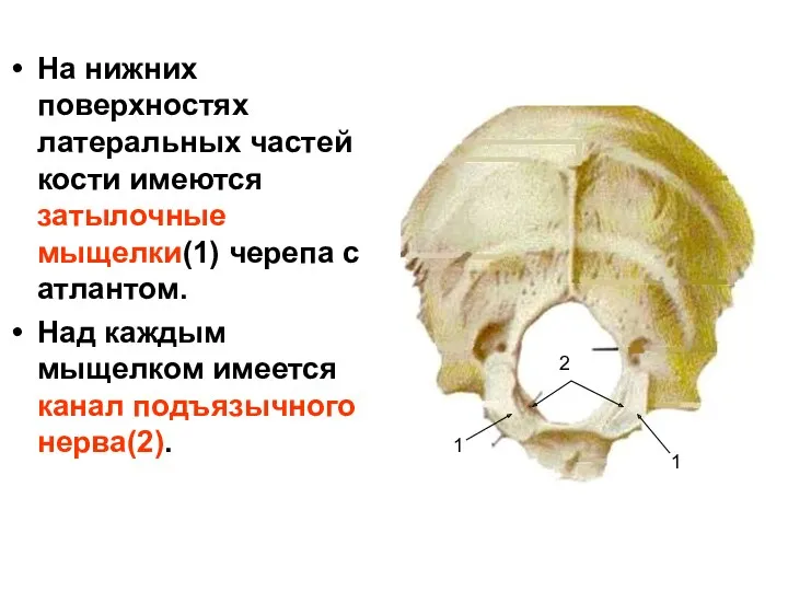 На нижних поверхностях латеральных частей кости имеются затылочные мыщелки(1) черепа с атлантом. Над