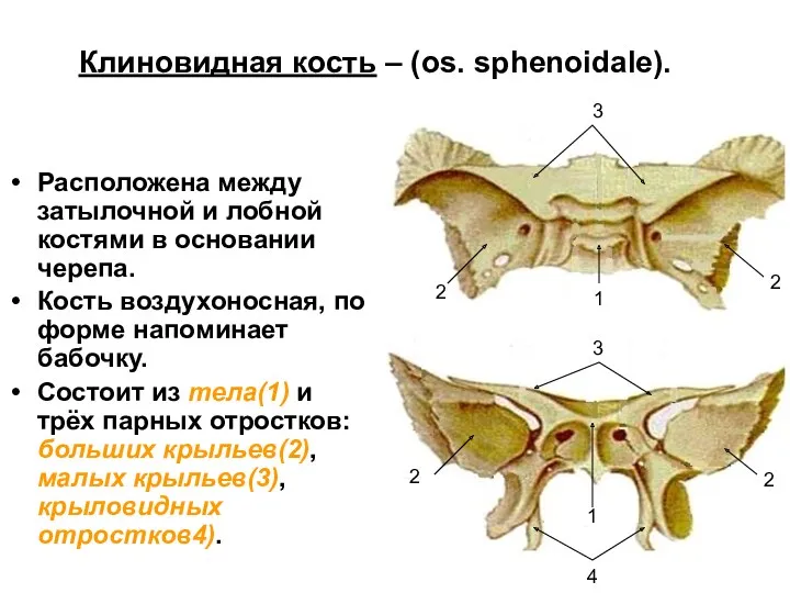 Клиновидная кость – (os. sphenoidale). Расположена между затылочной и лобной костями в основании