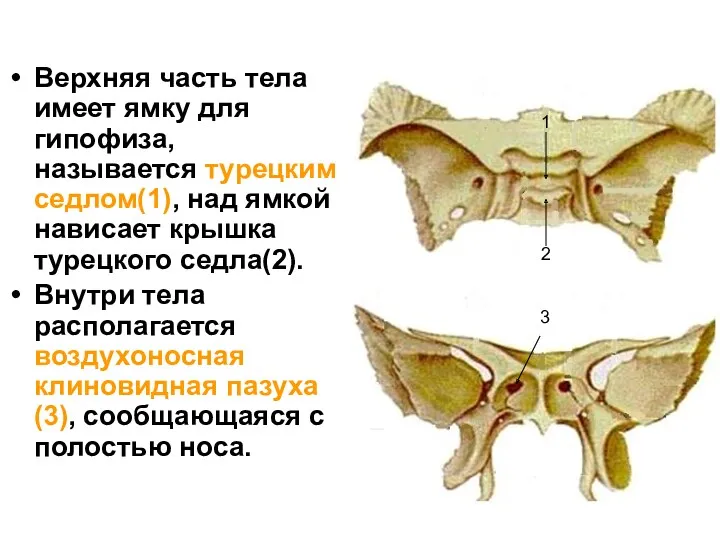 Верхняя часть тела имеет ямку для гипофиза, называется турецким седлом(1), над ямкой нависает