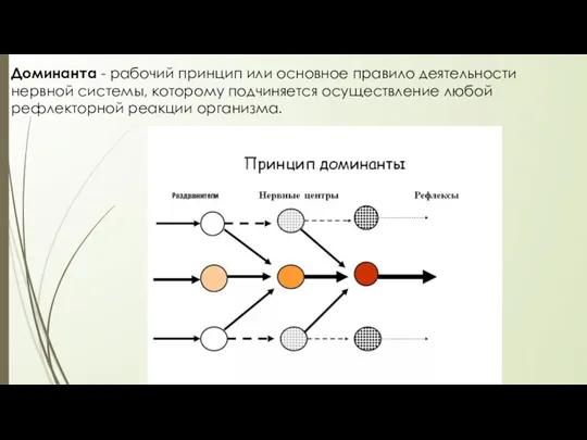 Доминанта - рабочий принцип или основное правило деятельности нервной системы,