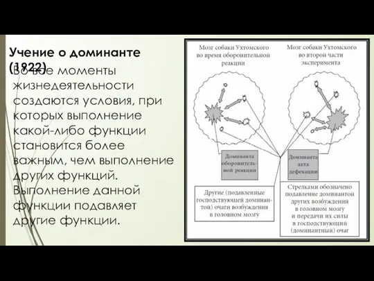 Учение о доминанте (1922) Во все моменты жизнедеятельности создаются условия,