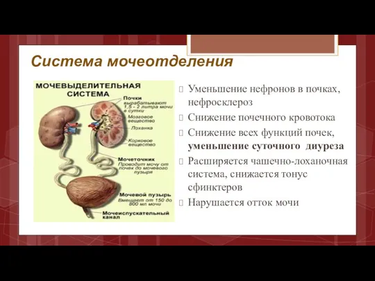 Система мочеотделения Уменьшение нефронов в почках, нефросклероз Снижение почечного кровотока Снижение всех функций