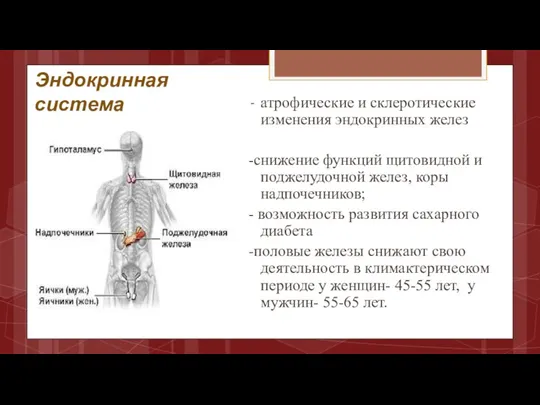 Эндокринная система атрофические и склеротические изменения эндокринных желез -снижение функций щитовидной и поджелудочной