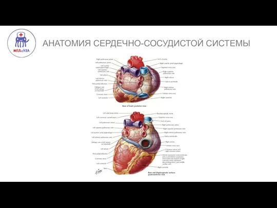 АНАТОМИЯ СЕРДЕЧНО-СОСУДИСТОЙ СИСТЕМЫ