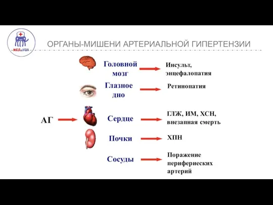 ОРГАНЫ-МИШЕНИ АРТЕРИАЛЬНОЙ ГИПЕРТЕНЗИИ