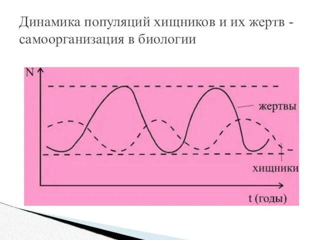 Динамика популяций хищников и их жертв - самоорганизация в биологии