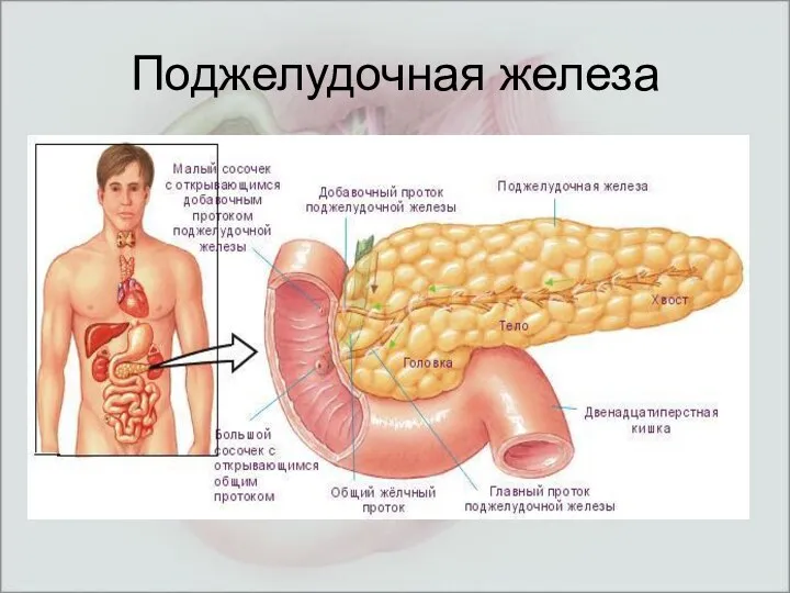 Поджелудочная железа