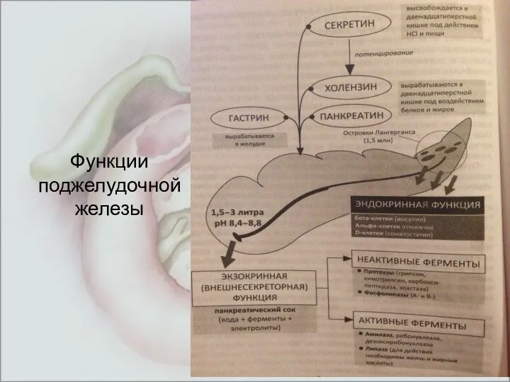 Функции поджелудочной железы