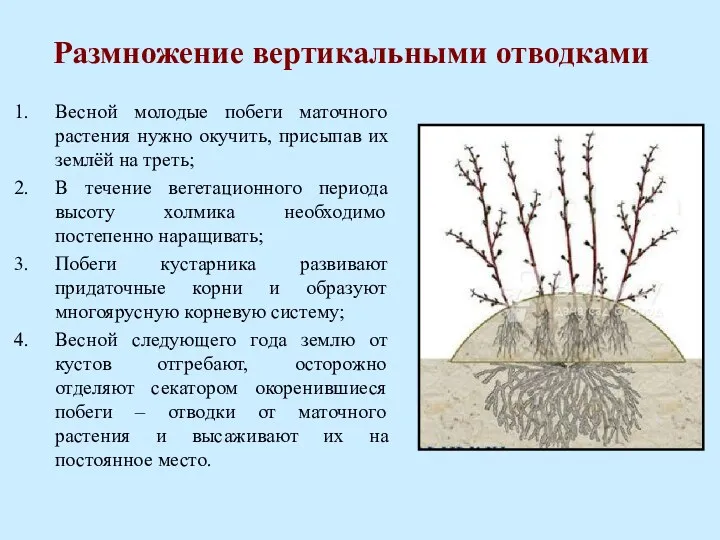 Размножение вертикальными отводками Весной молодые побеги маточного растения нужно окучить,