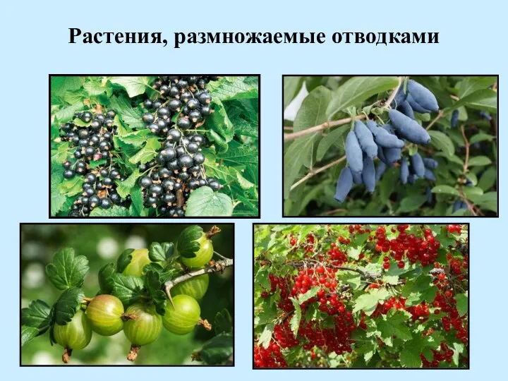 Растения, размножаемые отводками