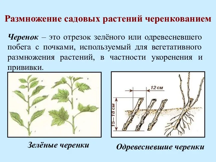 Размножение садовых растений черенкованием Черенок – это отрезок зелёного или