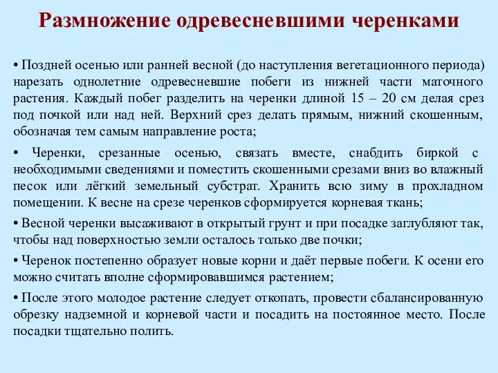 Размножение одревесневшими черенками • Поздней осенью или ранней весной (до