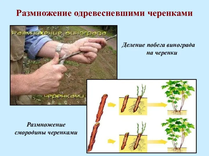 Размножение одревесневшими черенками Деление побега винограда на черенки Размножение смородины черенками