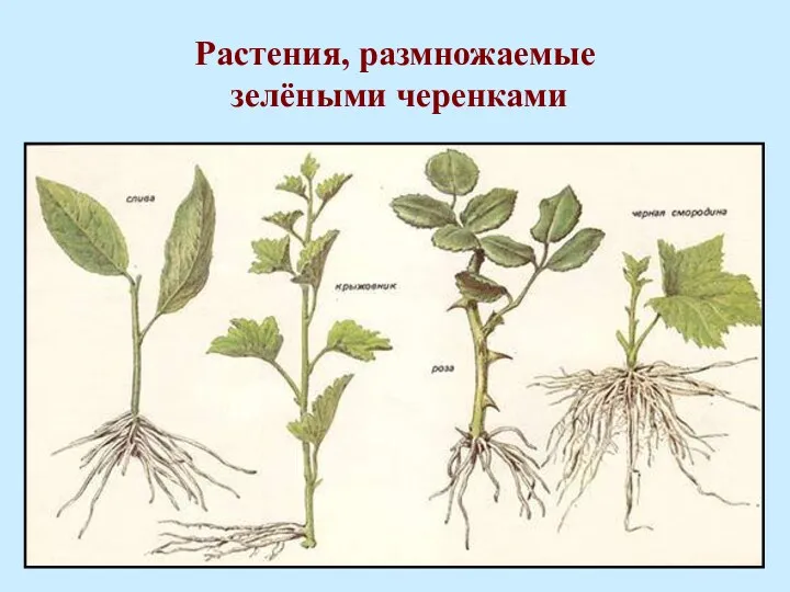 Растения, размножаемые зелёными черенками