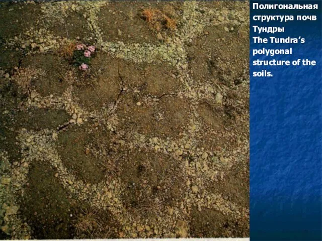 Полигональная структура почв Тундры The Tundra’s polygonal structure of the soils.