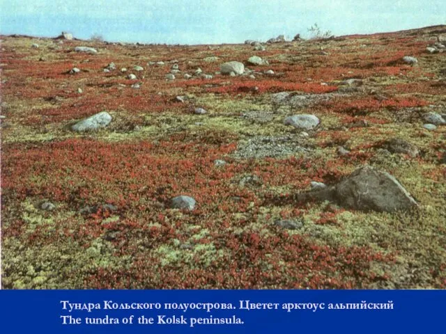 Тундра Кольского полуострова. Цветет арктоус альпийский The tundra of the Kolsk peninsula.