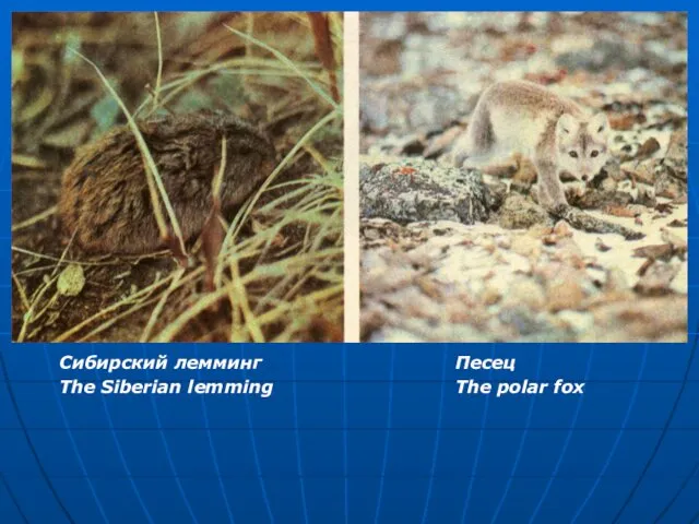 Сибирский лемминг The Siberian lemming Песец The polar fox