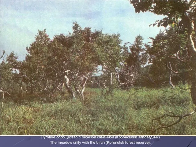 Луговое сообщество с березой каменной (Короноцкий заповедник) The meadow unity with the birch (Koronotsk forest reserve).