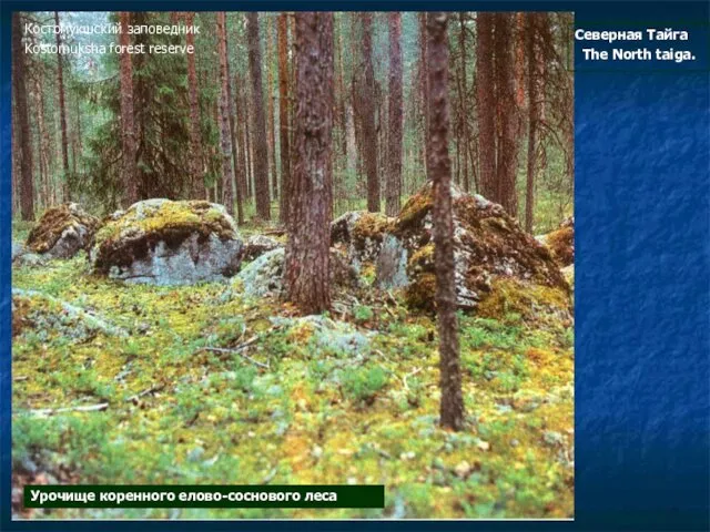 Северная Тайга The North taiga. Урочище коренного елово-соснового леса Костомукшский заповедник Kostomuksha forest reserve