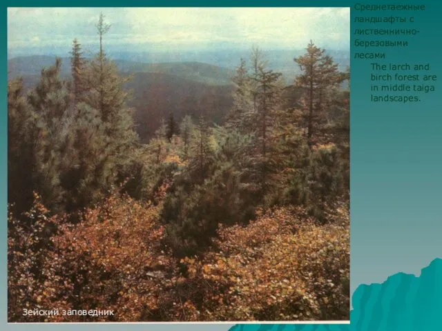 Зейский заповедник Среднетаежные ландшафты с лиственнично- березовыми лесами The larch