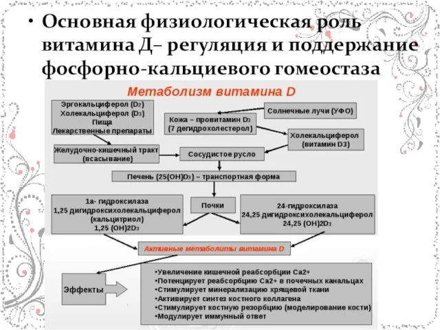 Основная физиологическая роль витамина Д– регуляция и поддержание фосфорно-кальциевого гомеостаза