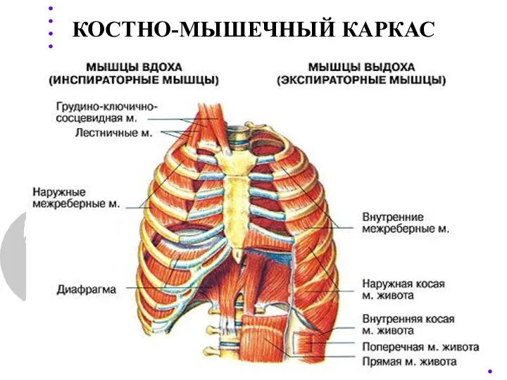 КОСТНО-МЫШЕЧНЫЙ КАРКАС