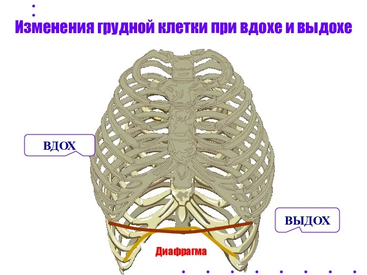 Диафрагма Изменения грудной клетки при вдохе и выдохе ВДОХ ВЫДОХ