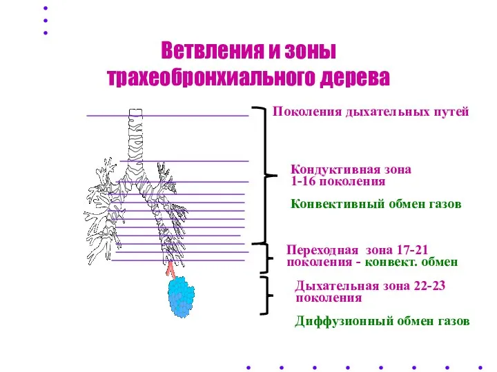 Ветвления и зоны трахеобронхиального дерева Поколения дыхательных путей Кондуктивная зона