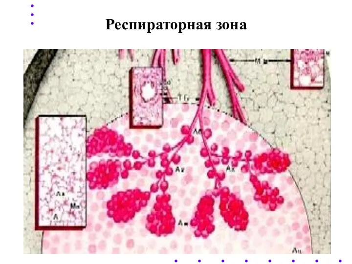 Респираторная зона