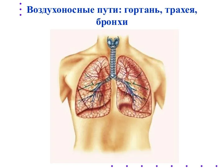 Воздухоносные пути: гортань, трахея, бронхи