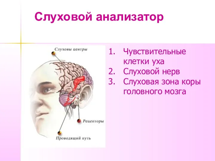 Слуховой анализатор Чувствительные клетки уха Слуховой нерв Слуховая зона коры головного мозга