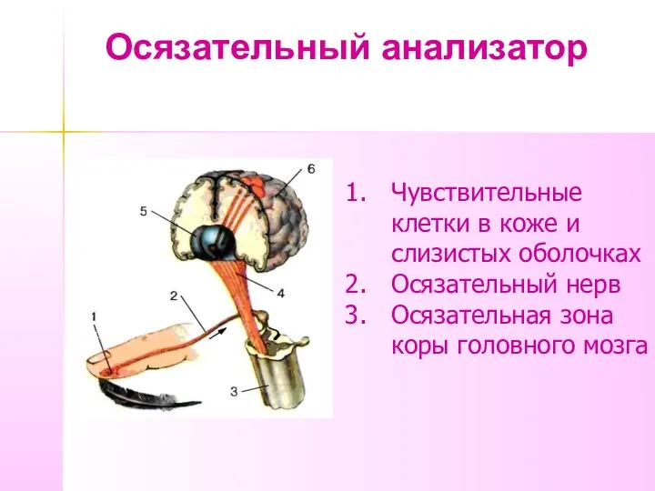 Осязательный анализатор Чувствительные клетки в коже и слизистых оболочках Осязательный нерв Осязательная зона коры головного мозга