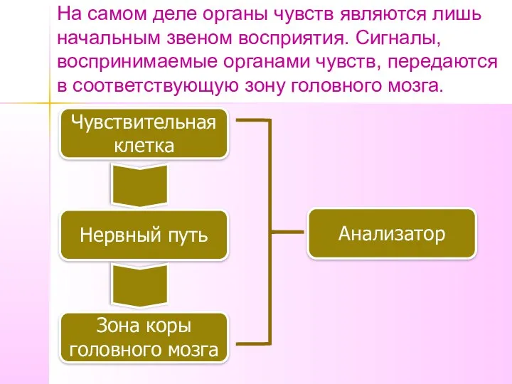 На самом деле органы чувств являются лишь начальным звеном восприятия.